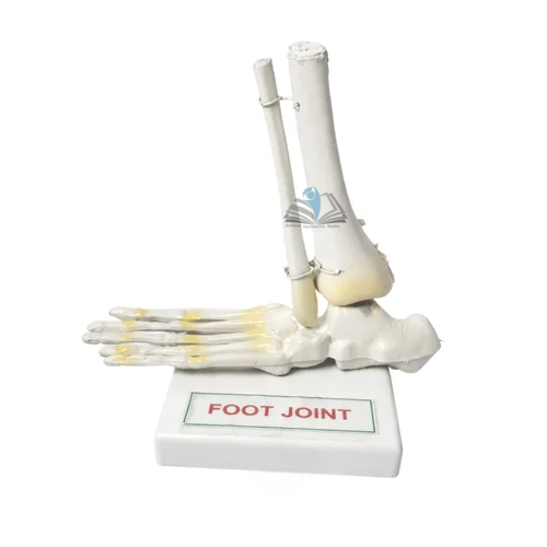 Foot Joint Model